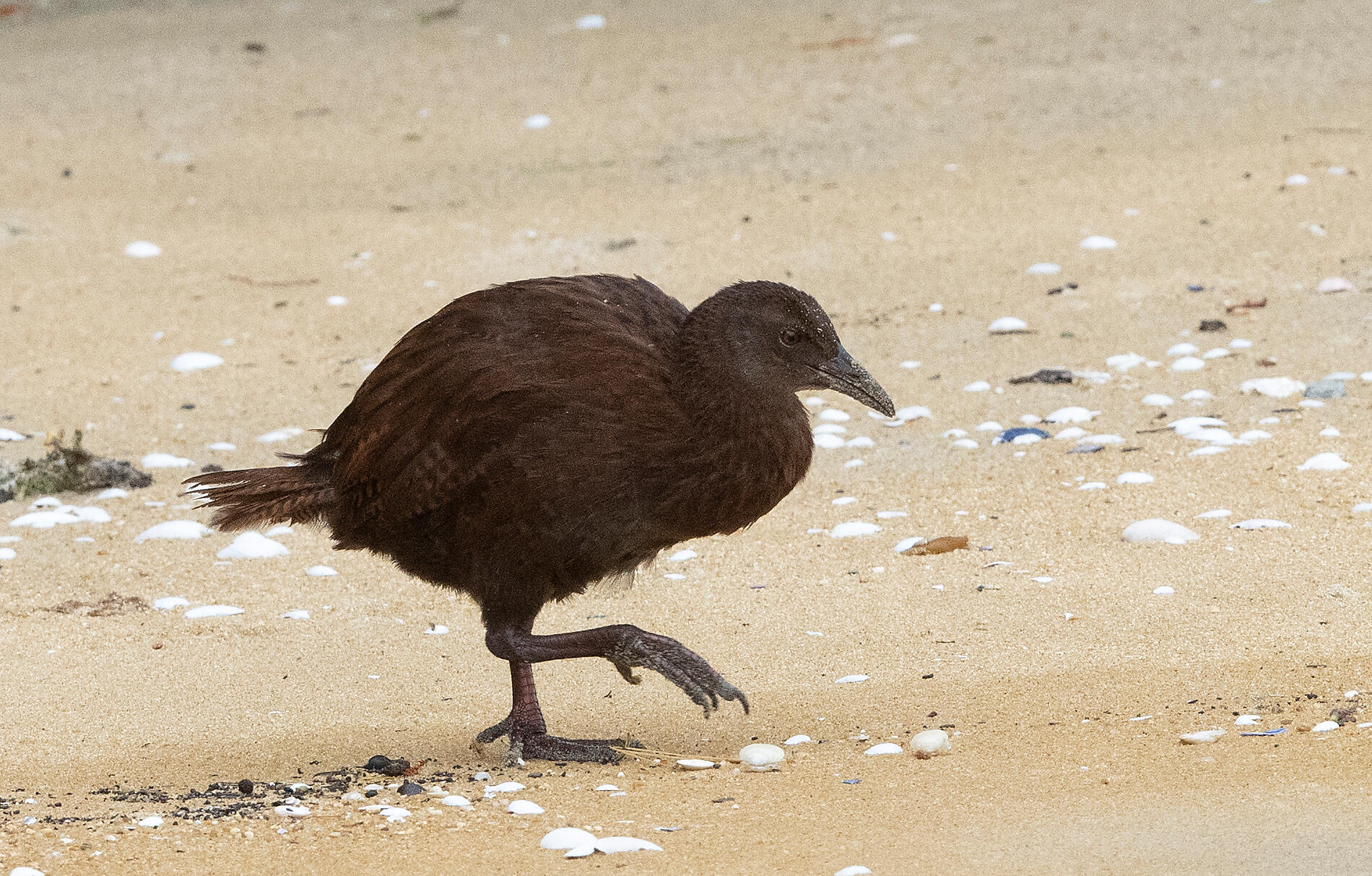 Stewart Island Weka - Ulva Island 83 - Angus McNab.jpg