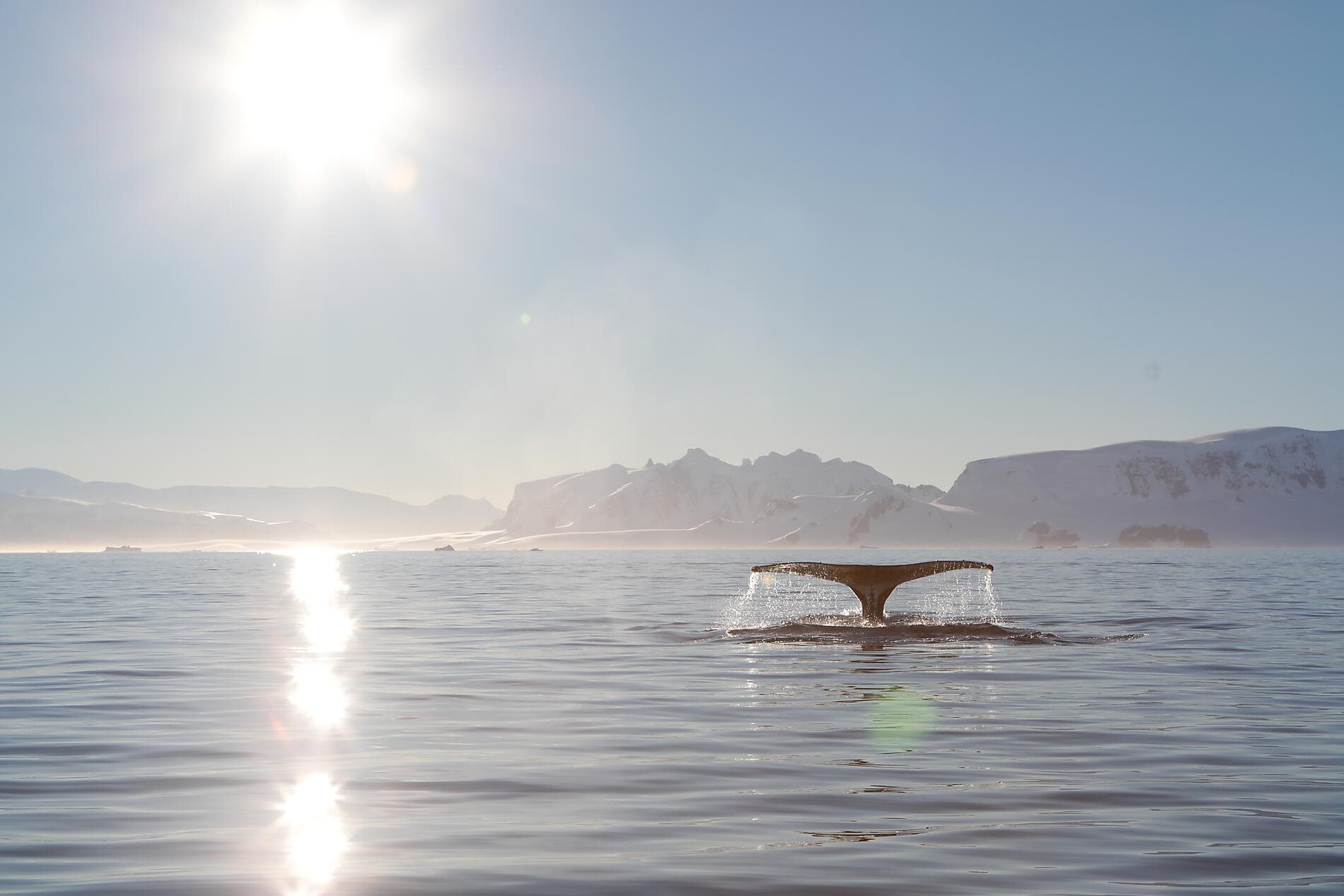 Au cœur des glaces de l'Arctique, du Svalbard au Groenland ©StudioPONANT-Margot.Sib