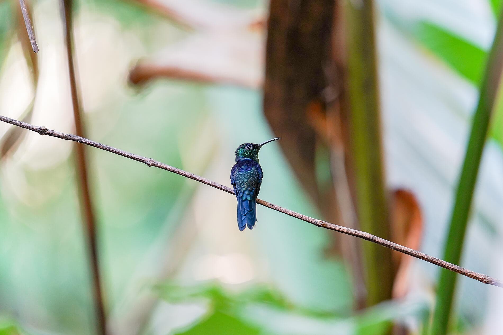 Côte pacifique du Costa Rica 