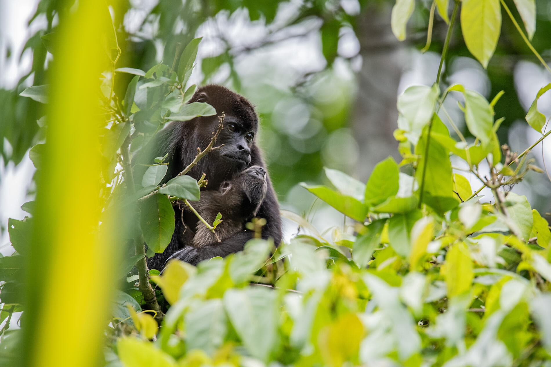 Côte pacifique du Costa Rica 