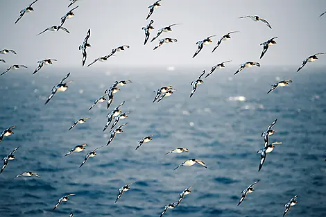 7 Janv 26 > 8 Janv 26 - Traversée du passage de Drake