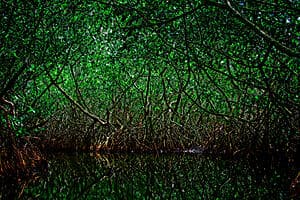 Mangrove en canoë traditionnel