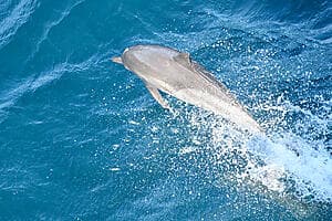 Observation des baleines avec Manahau en bateau