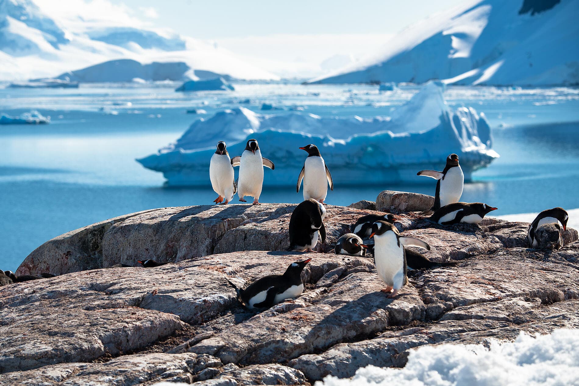 L'Antarctique emblématique  