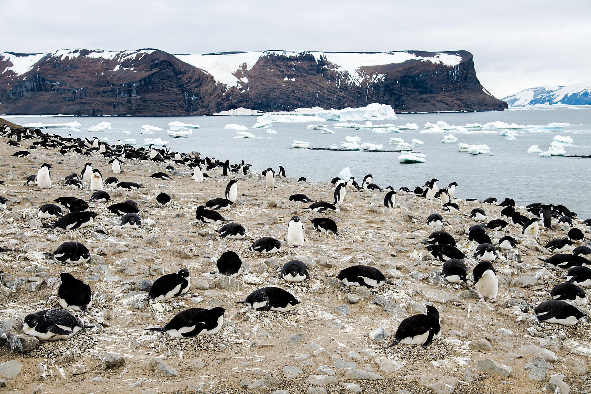 L'Antarctique emblématique  