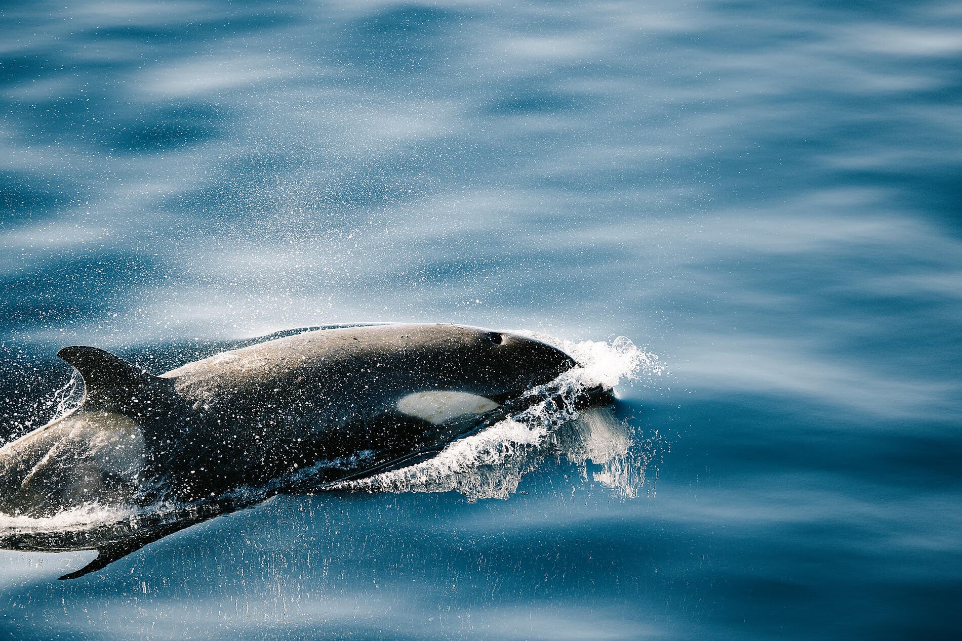 Côte est inexplorée de l'Antarctique et terres australes françaises 