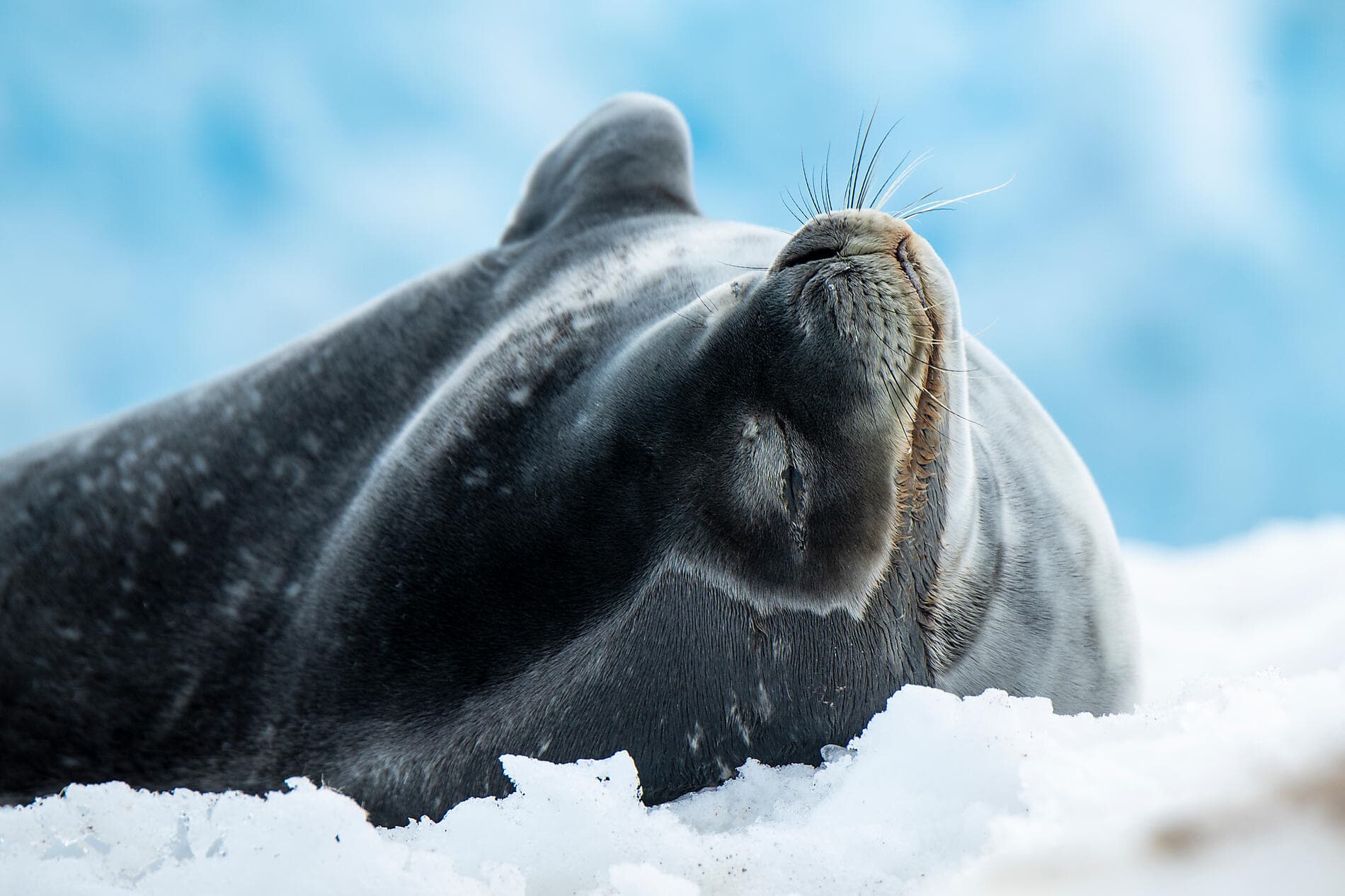 Côte est inexplorée de l'Antarctique et terres australes françaises 
