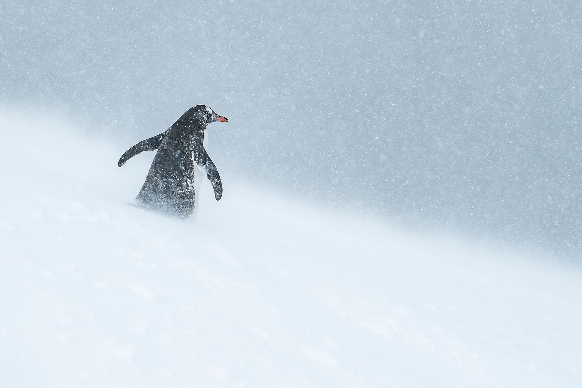 Côte est inexplorée de l'Antarctique et terres australes françaises 