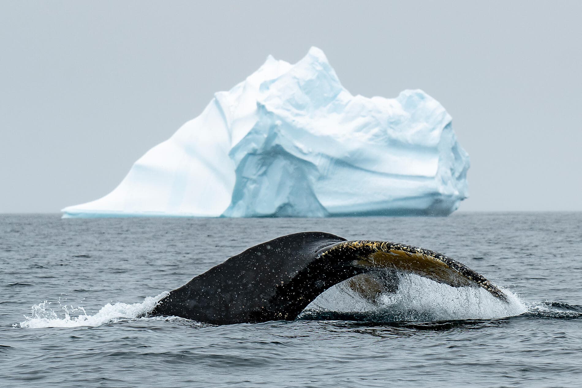 Côte est inexplorée de l'Antarctique et terres australes françaises 