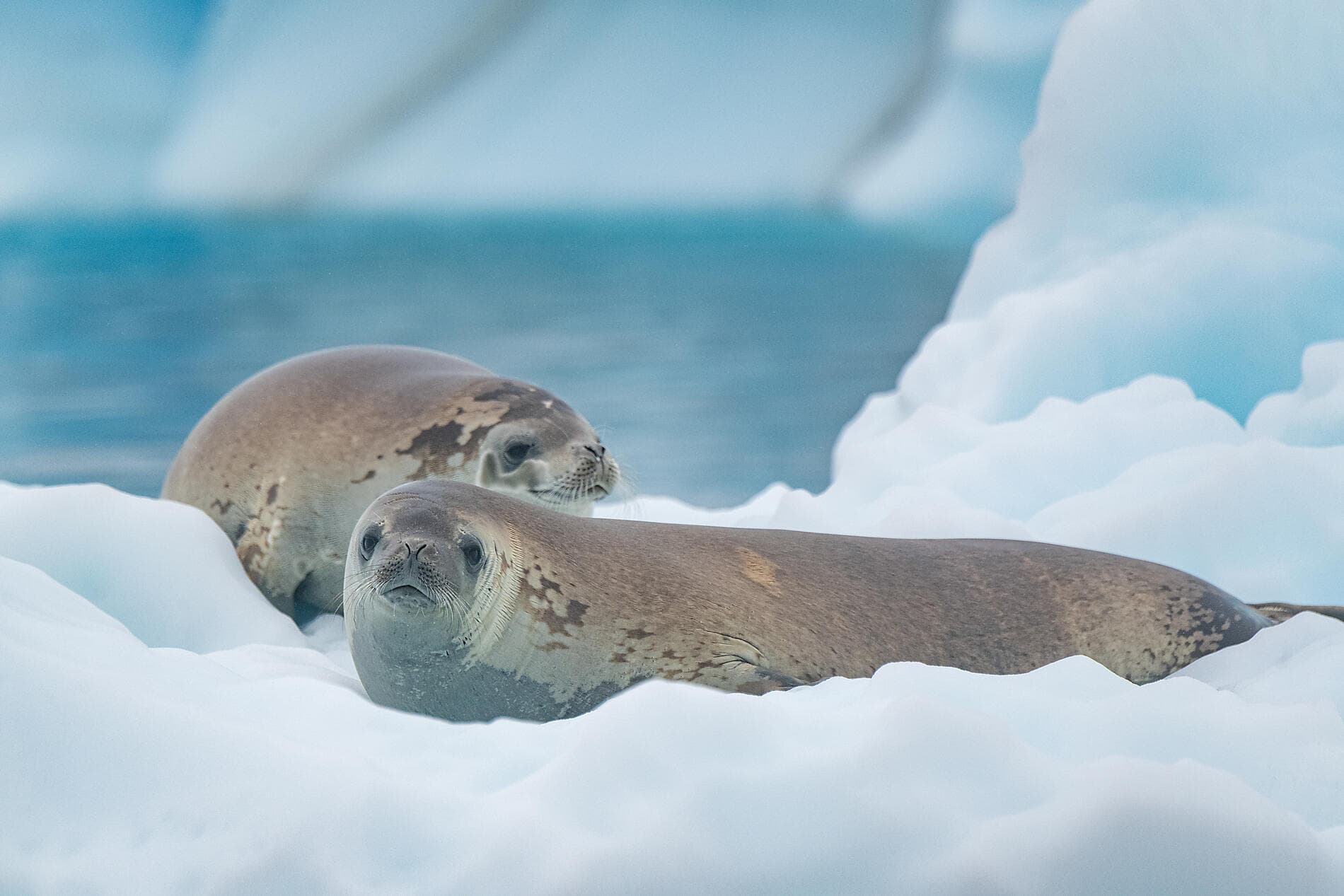 Entre deux continents, terres inexplorées d'Antarctique 