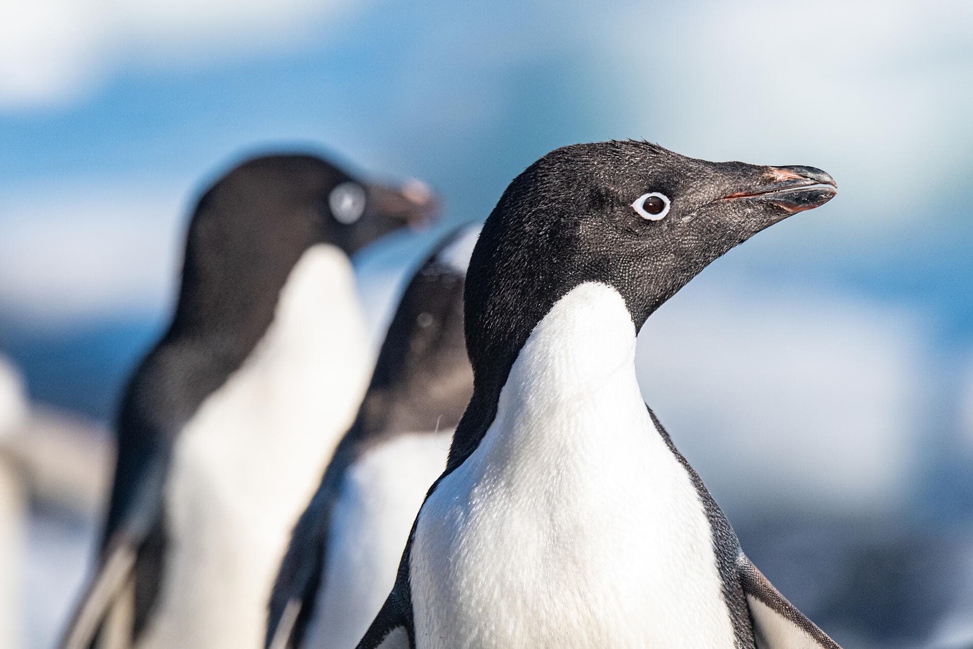 Entre deux continents, terres inexplorées d'Antarctique 