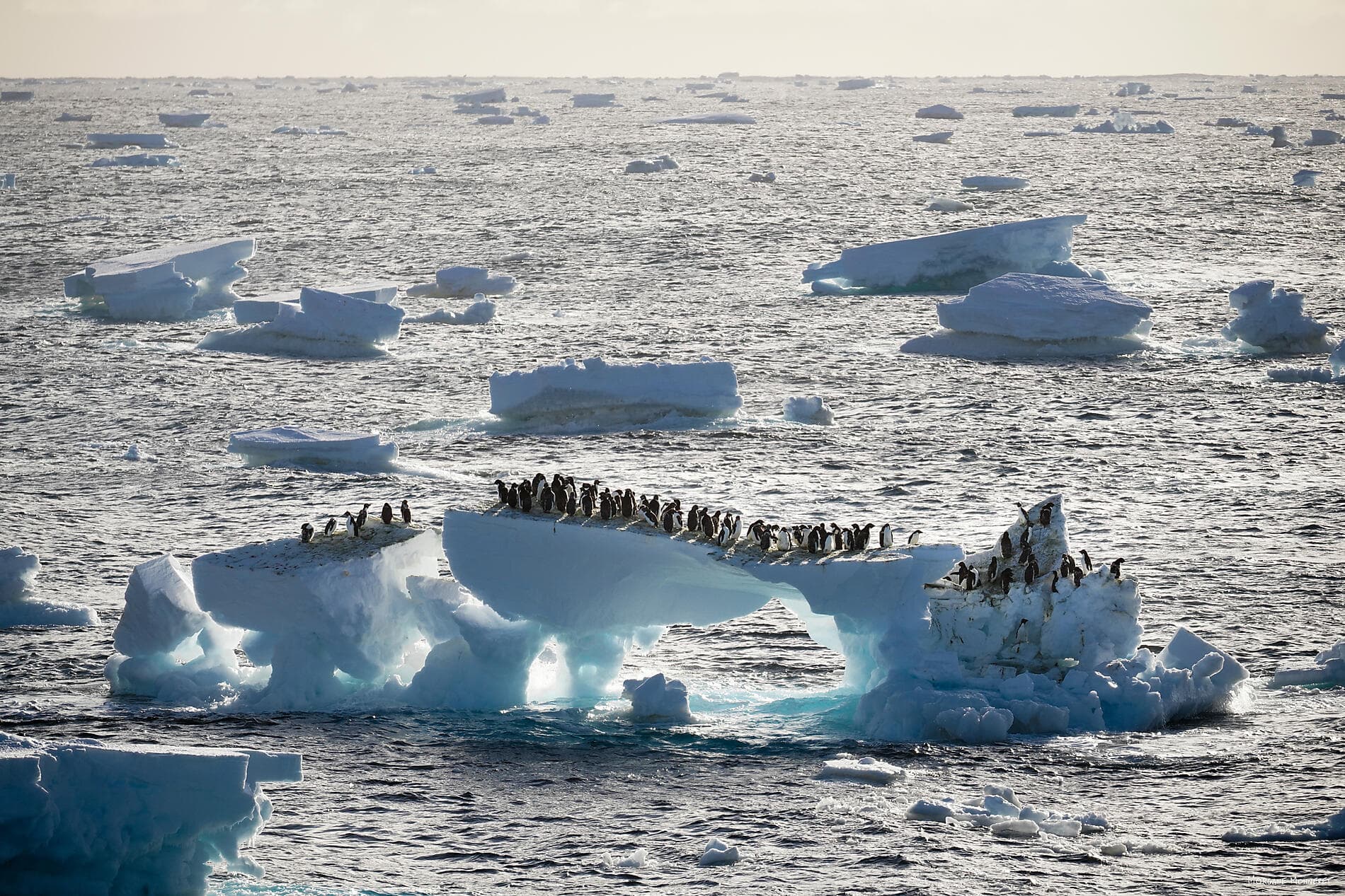 Entre deux continents, terres inexplorées d'Antarctique 