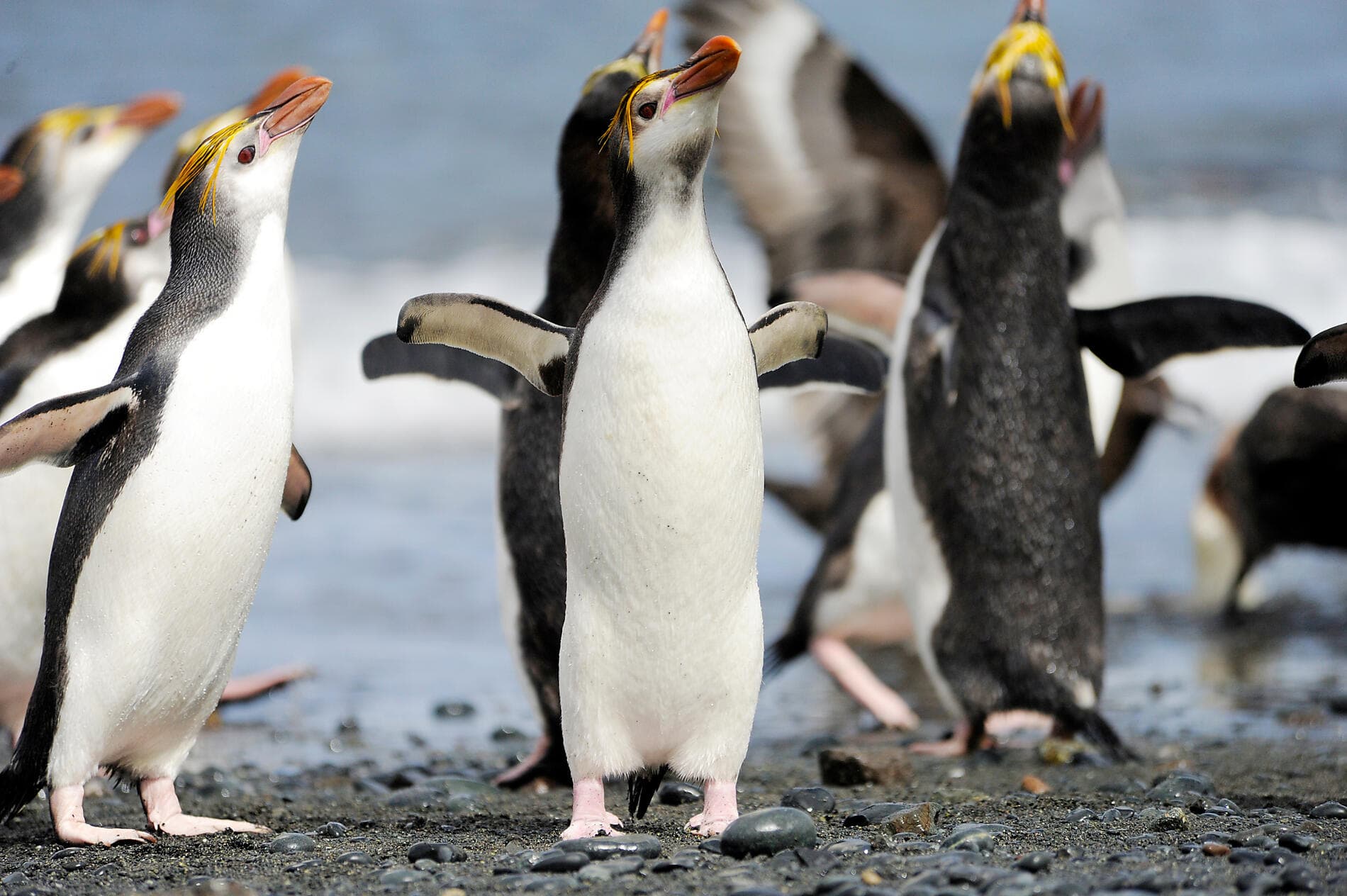 Entre deux continents, terres inexplorées d'Antarctique 