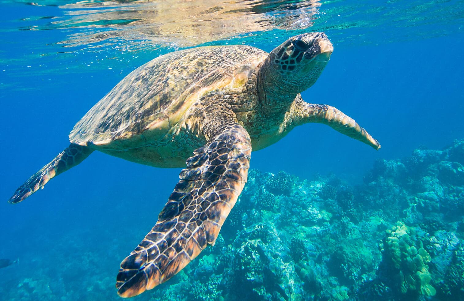 Zanzibar, Aldabra et trésors de l'océan Indien 