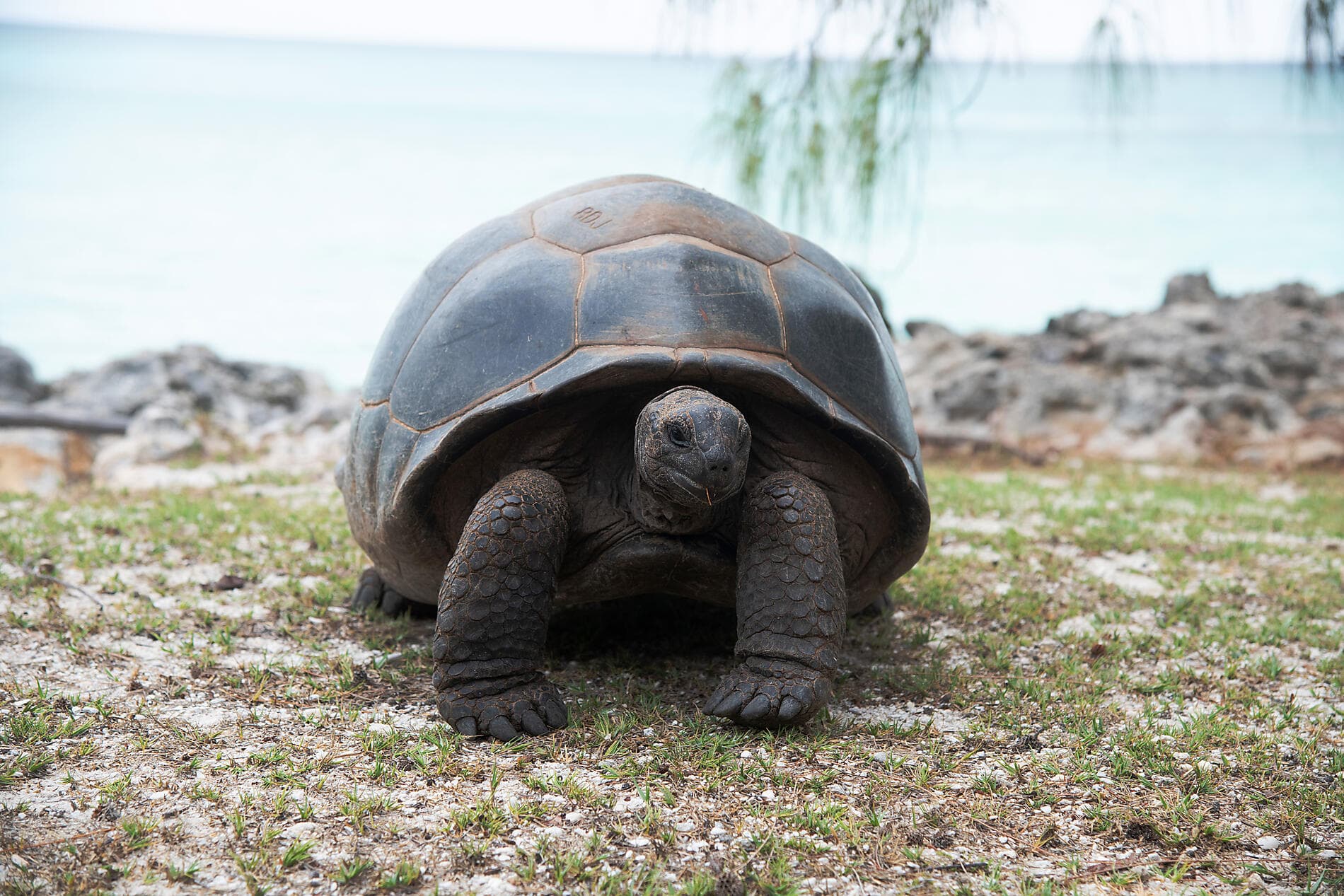 Zanzibar, Aldabra et trésors de l'océan Indien 