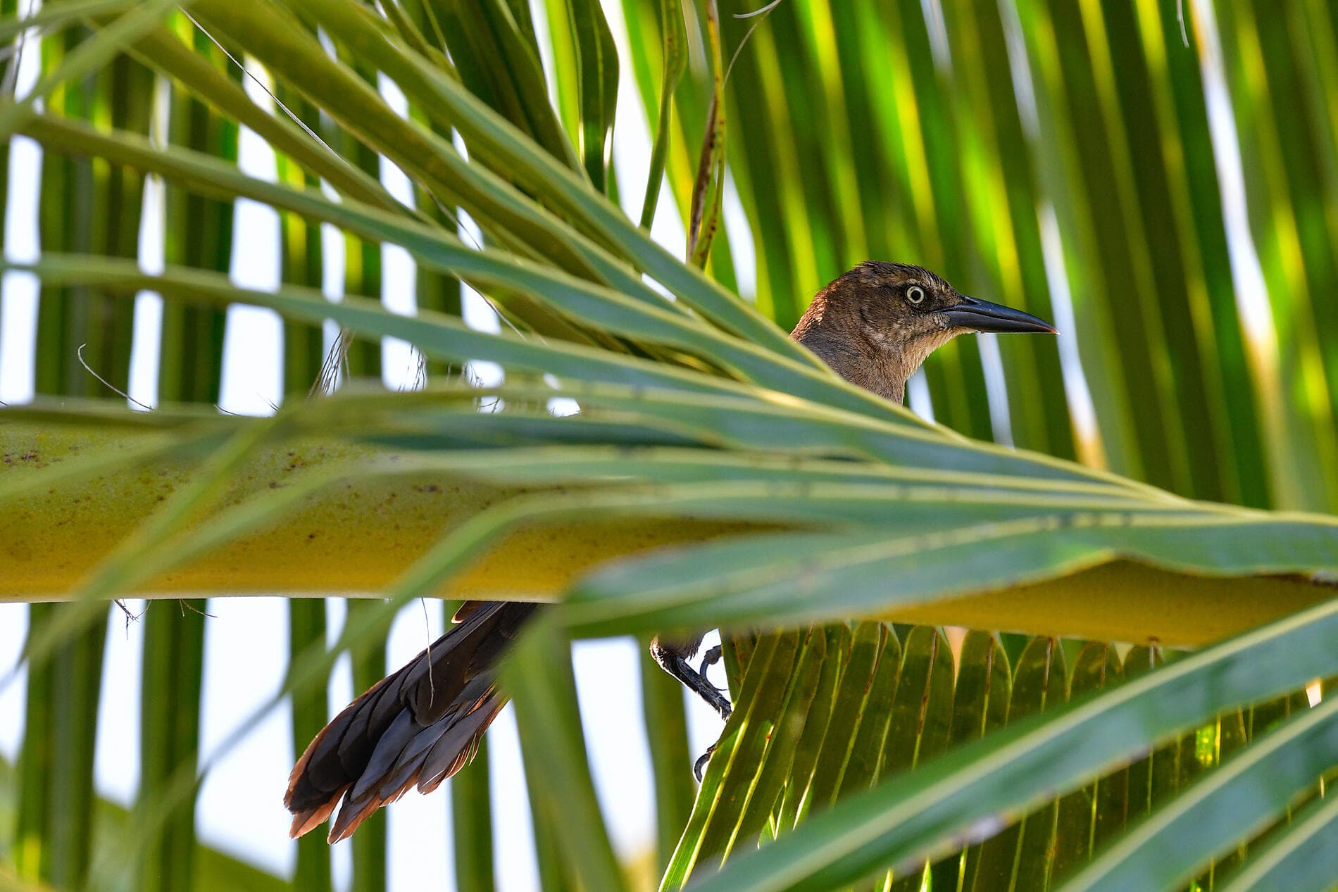 Patrimoine et sanctuaires naturels caribéens ©Studio Ponant 