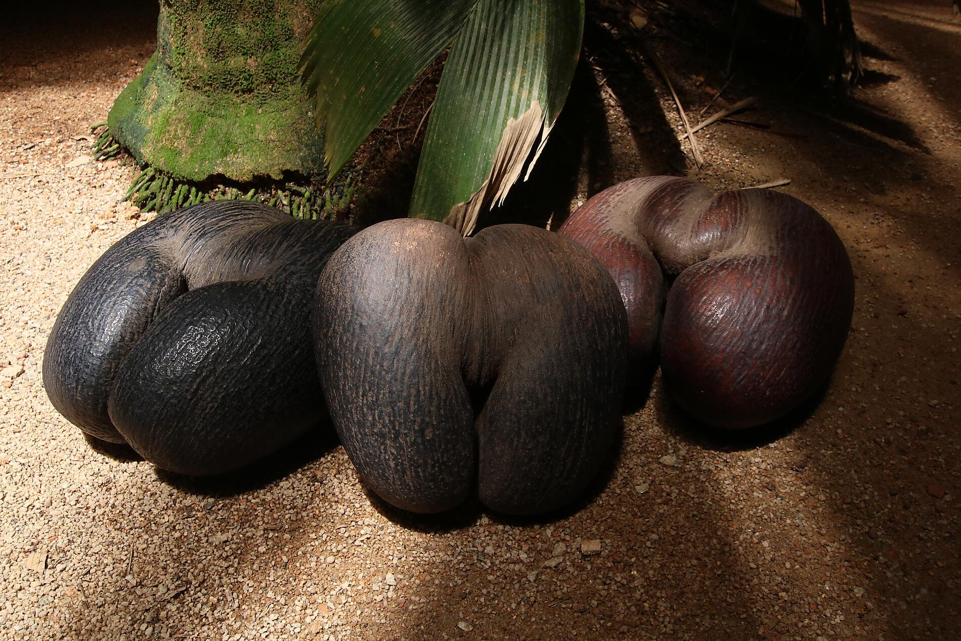 L'essentiel des Seychelles 