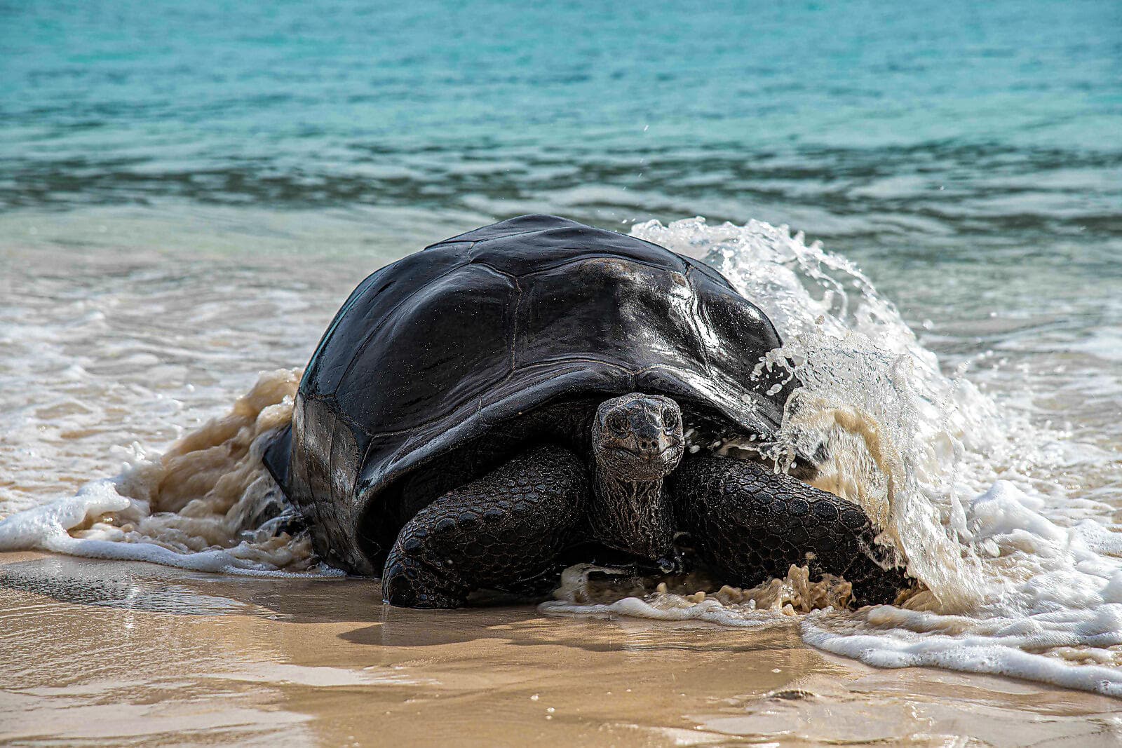 L'essentiel des Seychelles 