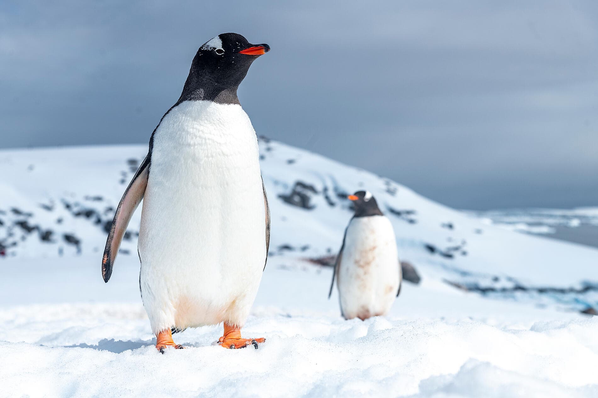 L'Antarctique emblématique  