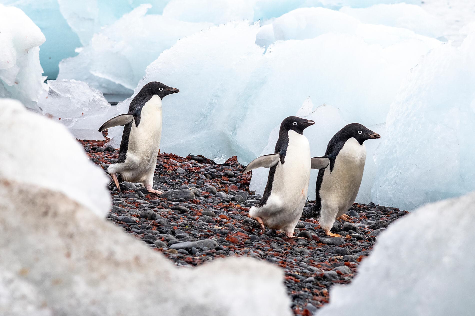 L'Antarctique emblématique  