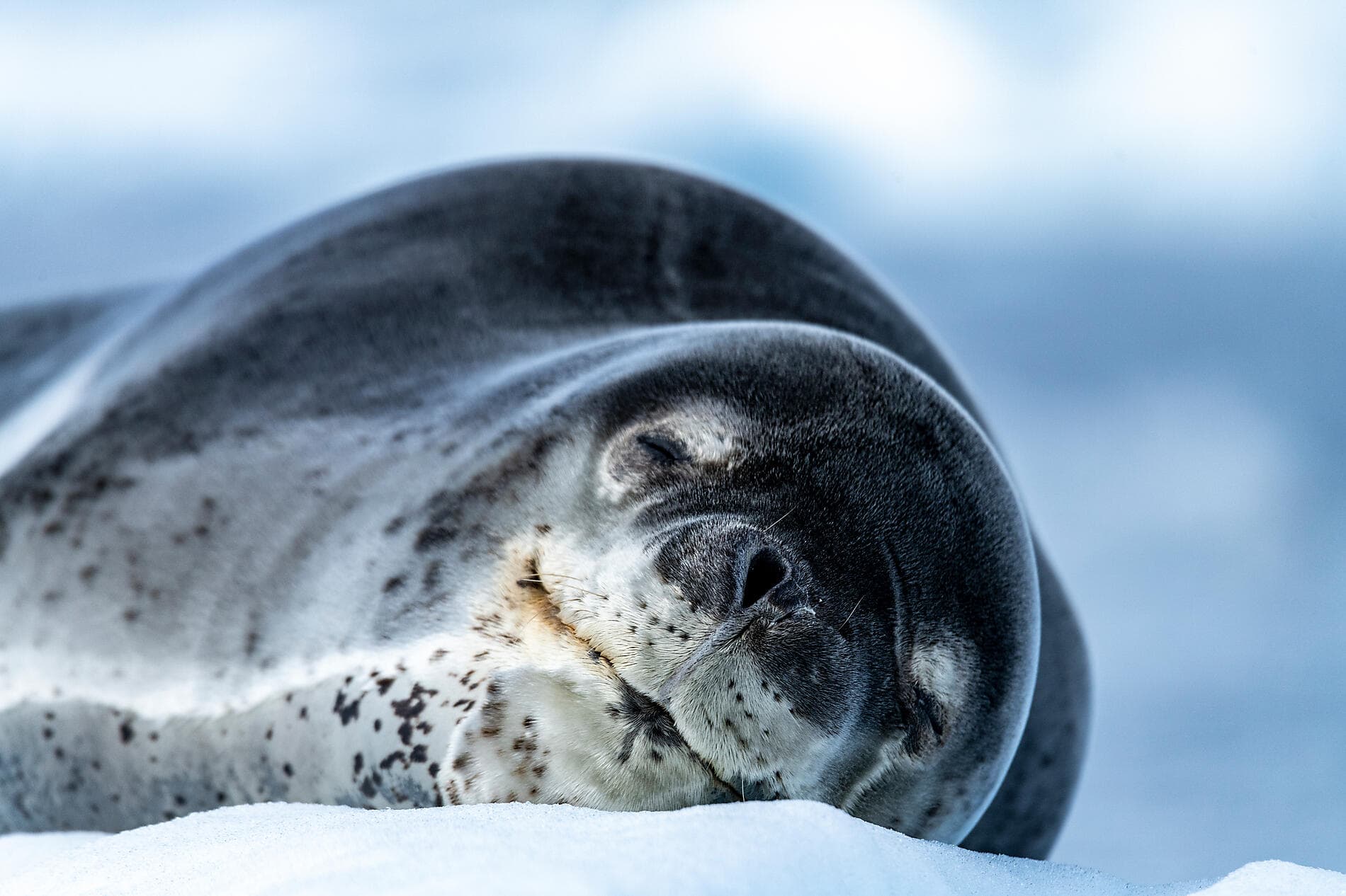 L'Antarctique emblématique  