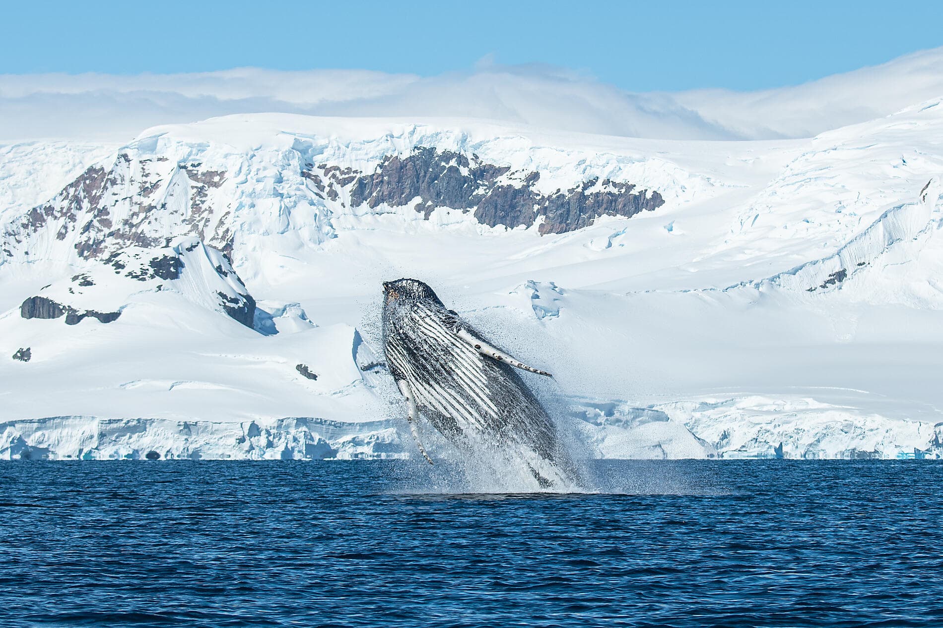L'Antarctique emblématique  