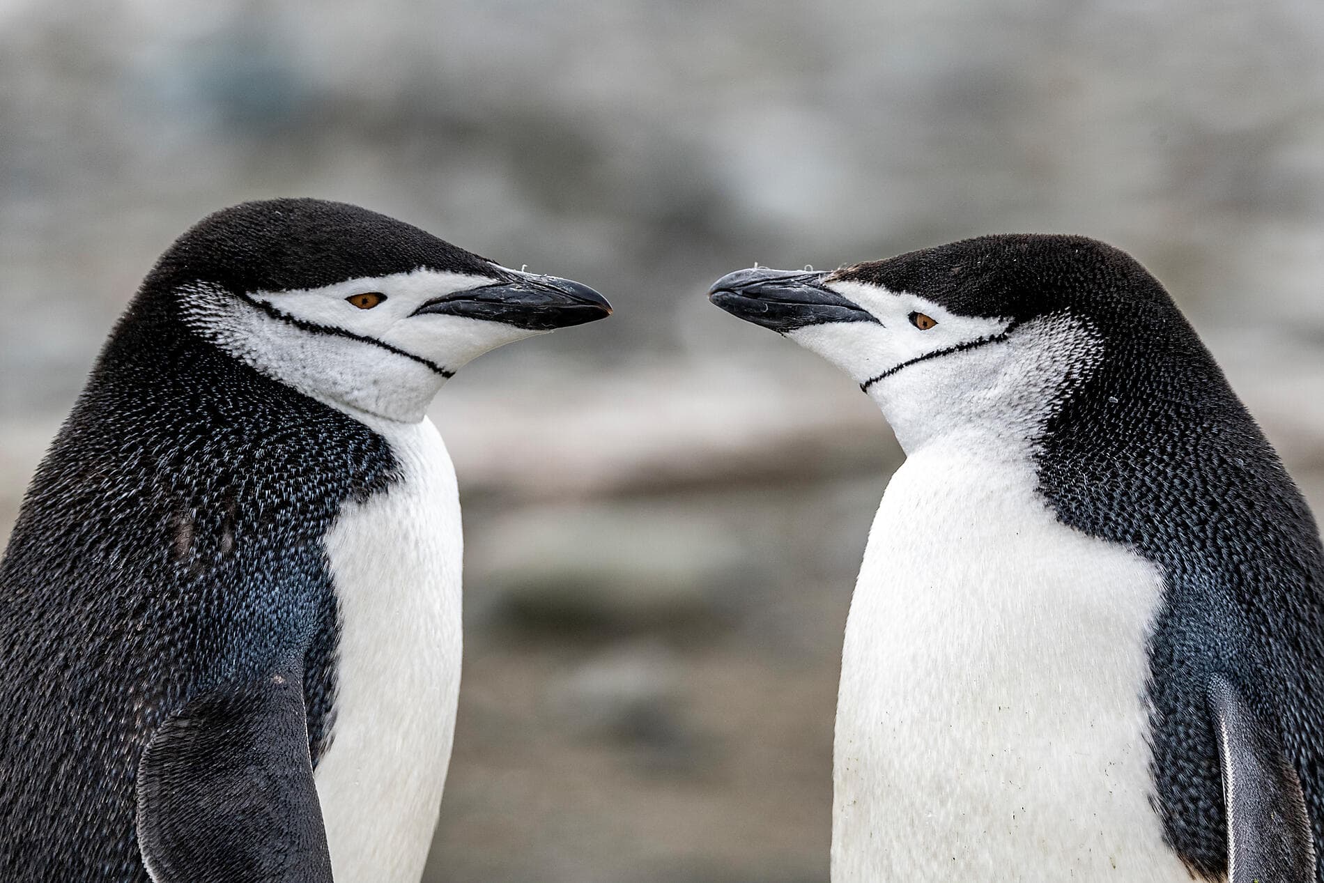 L'Antarctique emblématique  