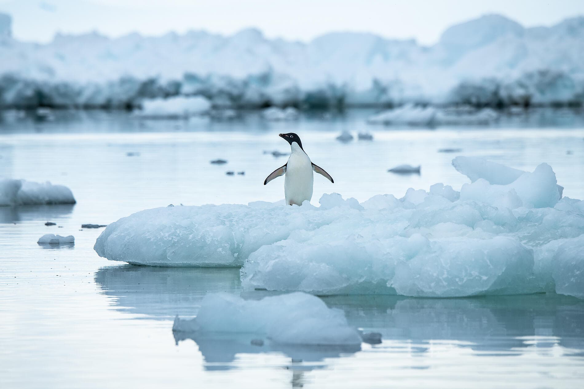 L'Antarctique emblématique  