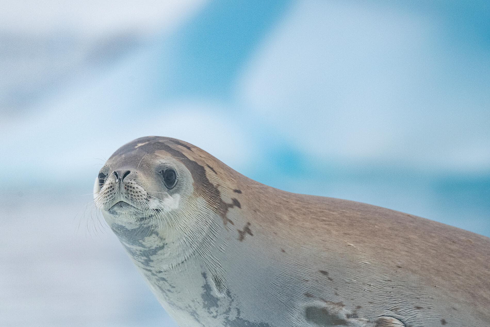 L'Antarctique emblématique  