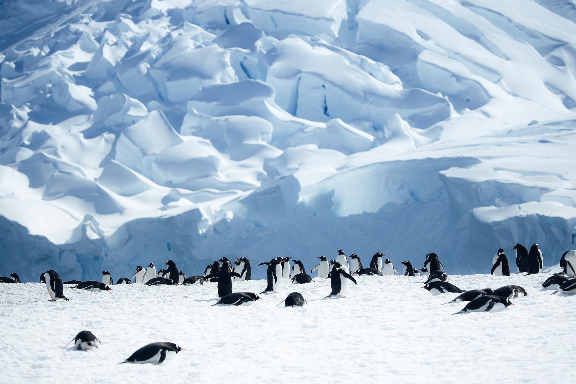L'Antarctique emblématique  