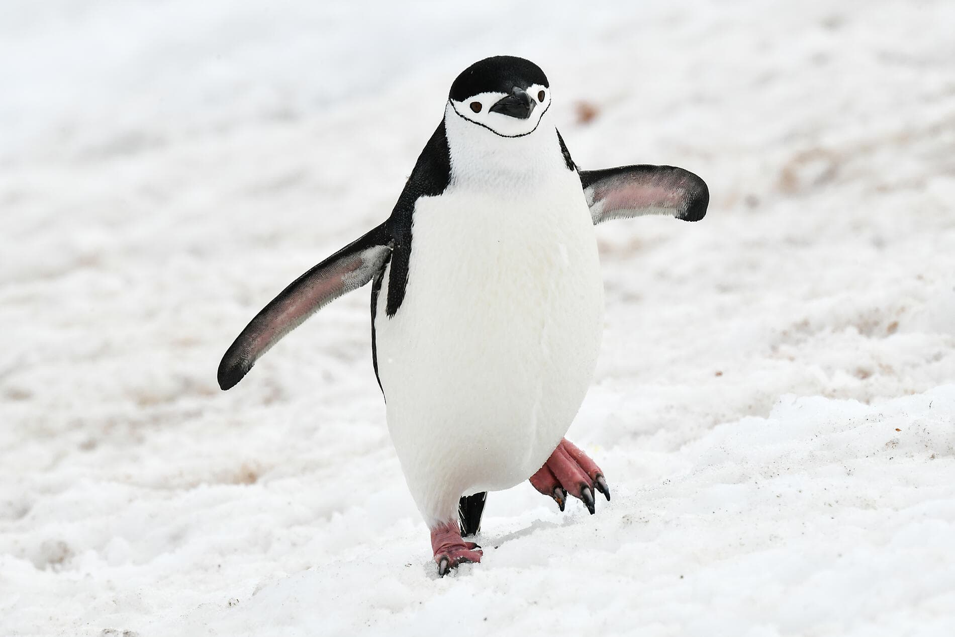 L'Antarctique emblématique  
