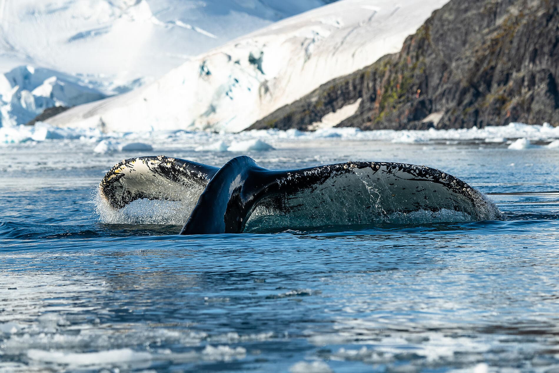 L'Antarctique emblématique  