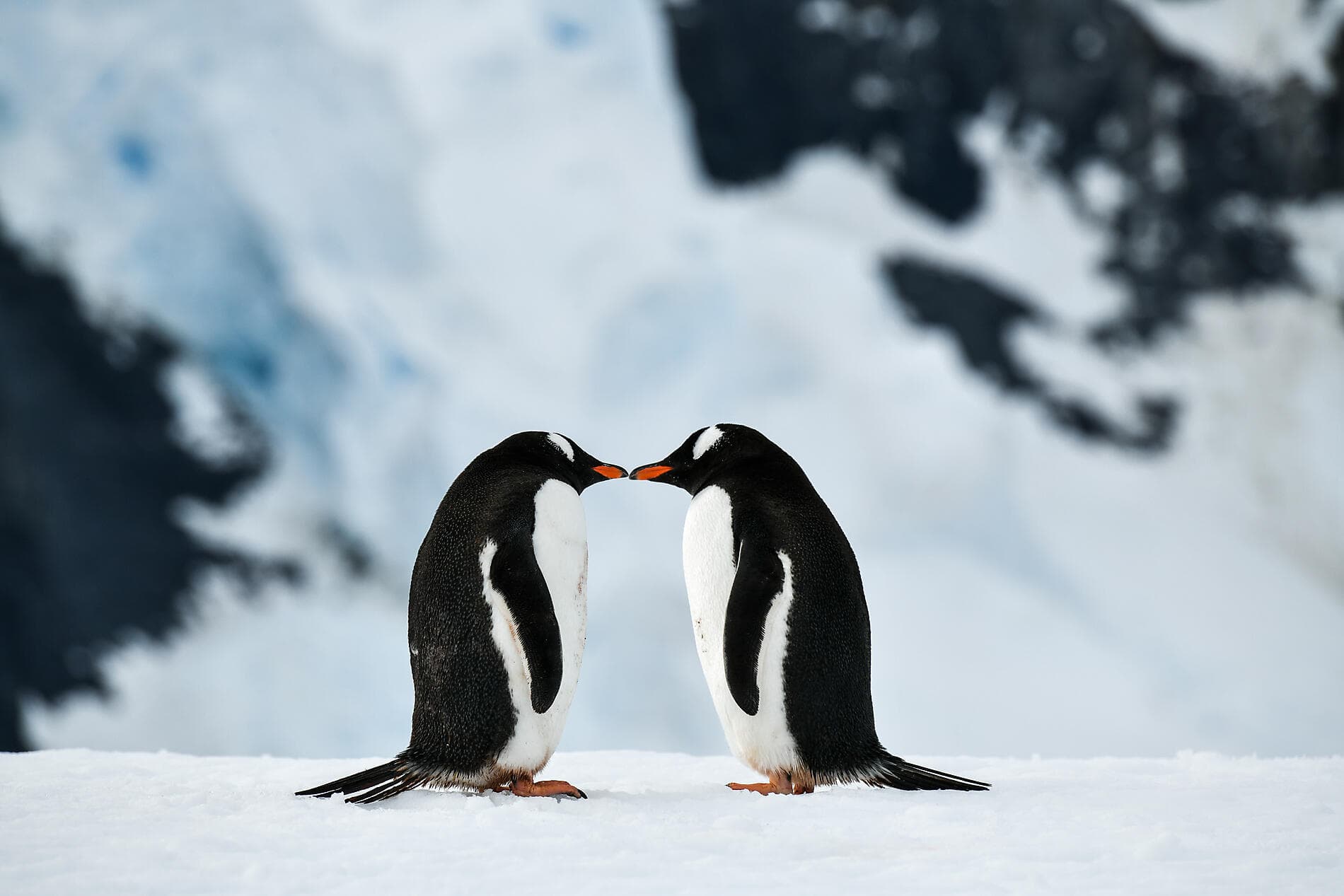 L'Antarctique emblématique  