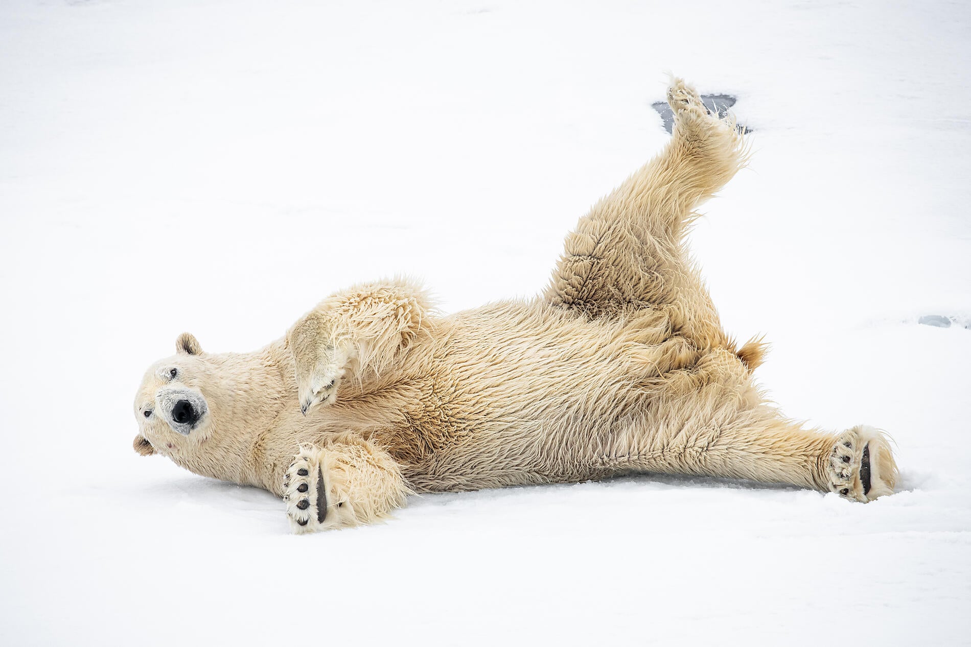 N°0078_O030622_Reykjavik-Longyearbyen©StudioPONANT_Morgane Monneret.jpg