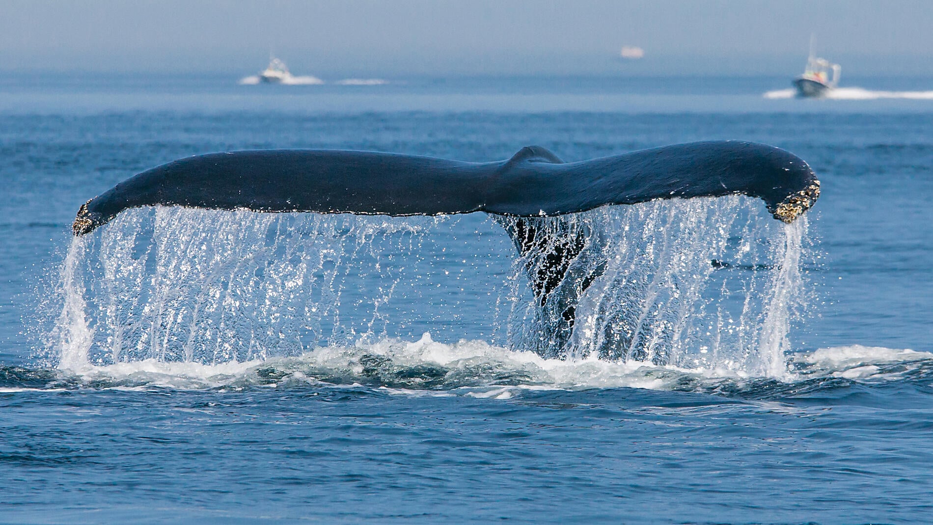 Exploration du Groenland au Canada par Saint-Pierre-et-Miquelon