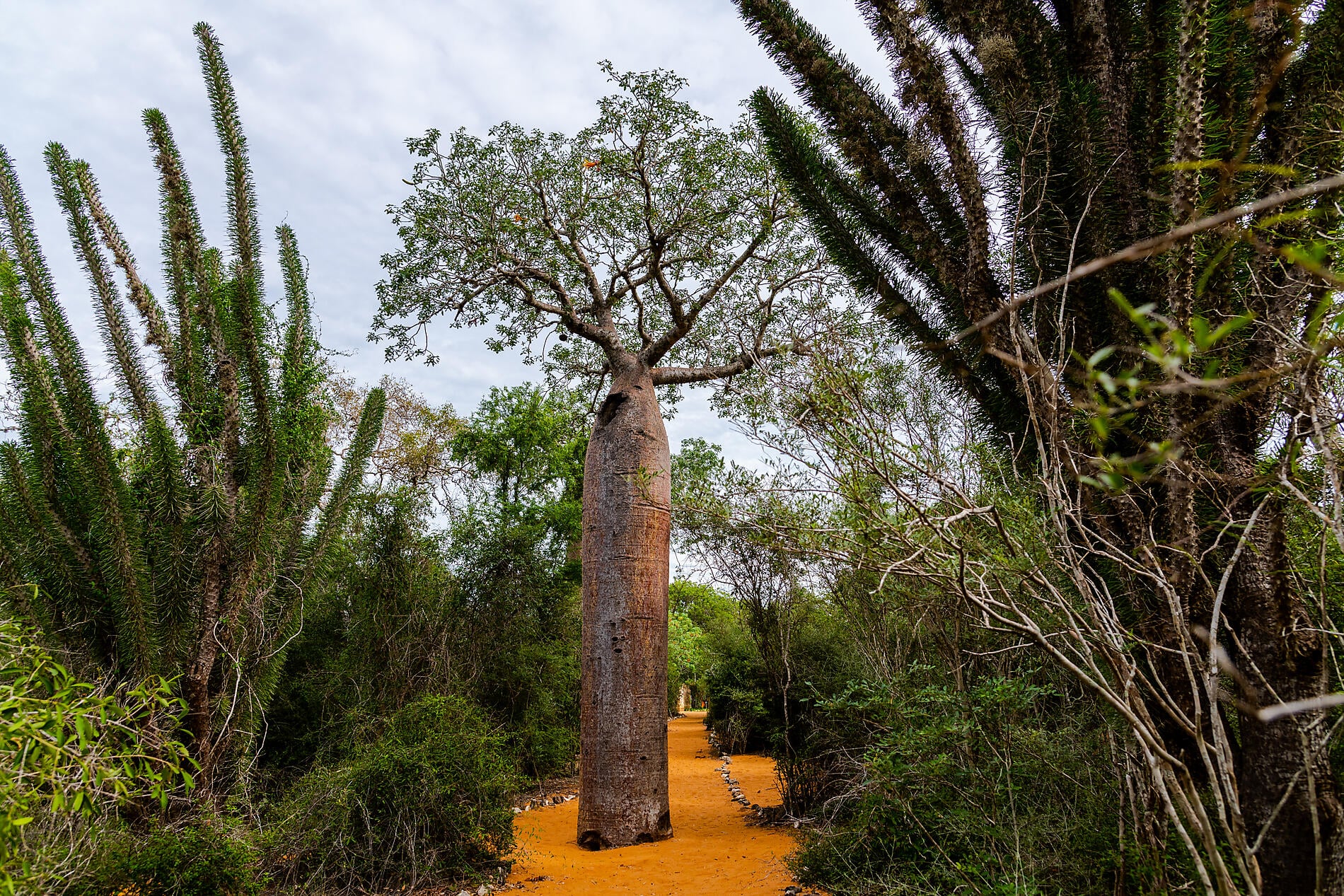 Afrique du Sud et Madagascar