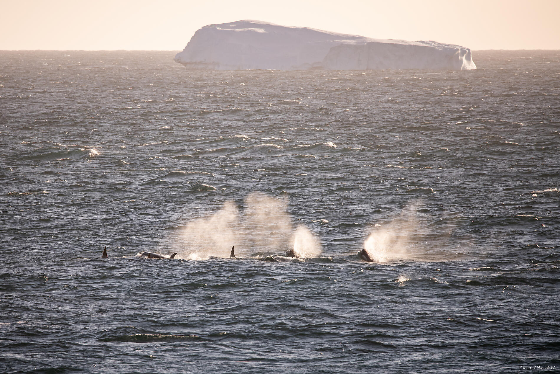 N°0207_StudioPONANT_Morgane Monneret.jpg