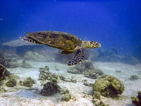 12 Févr 27 - Nosy Tanikely