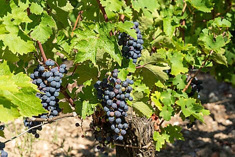 27 Avr 26 - Pauillac