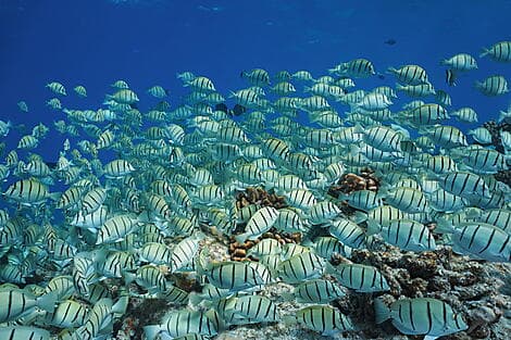 1 Déc 26 - Makatea, îles Tuamotu